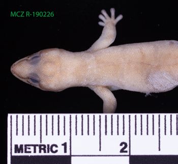 Media type: image;   Herpetology R-190226 Description: Specimen photo;  Aspect: head dorsal